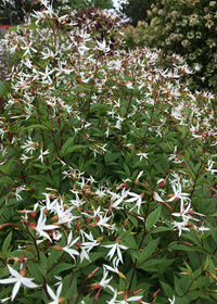 Gillenia trifoliata                     